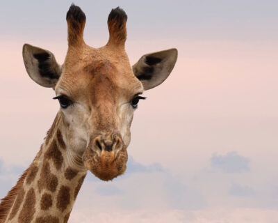 Giraffe: gli esemplari sono a rischio estinzione